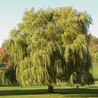 Salix alba 'Tristis'