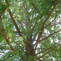 Taxodium distichum