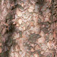 Ulmus parvifolia