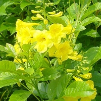 Tecoma stans 'Lonesp'