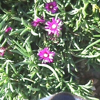 Delosperma cooperi