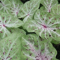 Caladium 'Miss Muffet'