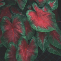 Caladium 'Freida Hemple'