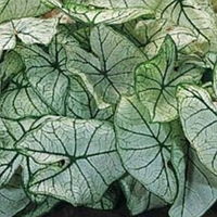 Caladium 'Candidum'