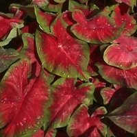 Caladium 'Carolyn Whorton'
