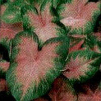 Caladium 'Pink Beauty'