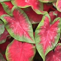 Caladium 'Postman Joyner'