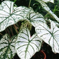 Caladium 'White Christmas'