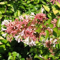 Abelia x 'Canyon Creek'