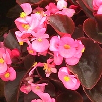 Begonia 'Gin'