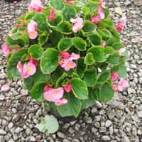 Begonia 'Pink'