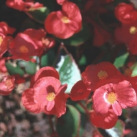 Begonia 'Red'