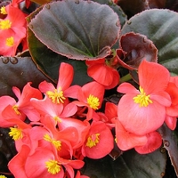 Begonia 'Vodka'