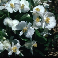 Begonia 'White'