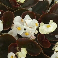 Begonia 'Whiskey'