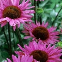 Echinacea purpurea 'Ruby Star'