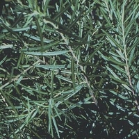 Salix purpurea 'Nana'