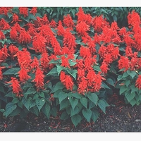 Salvia 'Red Hot Sally'