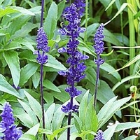 Salvia farinacea 'Victoria Blue Sage'