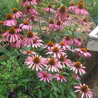Echinacea purpurea 'Magnus'