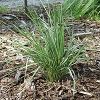 Calamagrostis x acutiflora 'Avalanche'