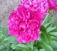 Paeonia lactiflora 'Karl Rosenfield'