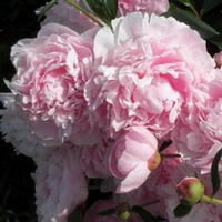 Paeonia lactiflora 'Sarah Bernhardt'
