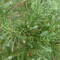Juniperus chinensis 'Blue Point'