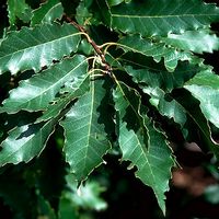 Quercus muhlenbergii
