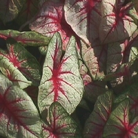 Caladium 'White Queen'