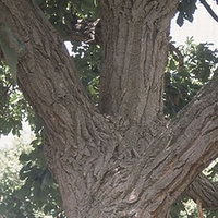 Quercus prinus