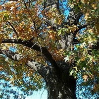 Quercus velutina