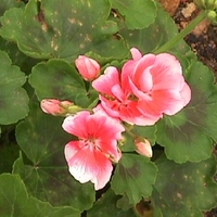 Pelargonium 'Zonal Pink'