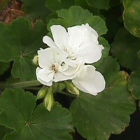 Pelargonium 'Zonal White'