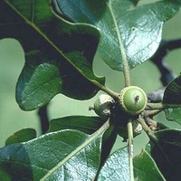 Quercus stellata