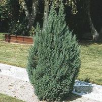 Juniperus chinensis 'Blue Point'