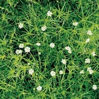 Sagina subulata