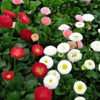Bellis perennis 'Pomponette'