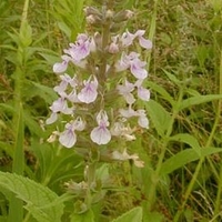 Teucrium chamaedrys