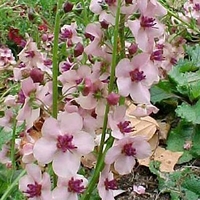 Verbascum hybridum 'Southern Charm'
