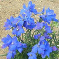 Delphinium chinensis 'Diamonds Blue'