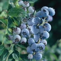 Vaccinium corymbosum 'Bluegold'