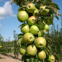 Malus 'A 68-173'
