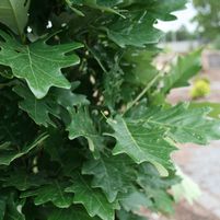 Quercus x warei 'Nadler'