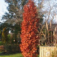 Quercus xreifii var.warei 'Chimney Fire'