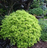 Ilex vomitoria 'HOGY'