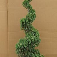 Juniperus chinensis 'Blue Point'