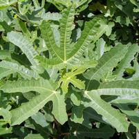 Ficus carica 'Black Italian'