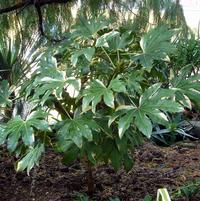 Fatsia japonica 'Variegata'