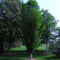 Taxodium distichum 'Skyward'